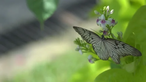 Butterfly polinating a flower #44 動画素材 183706965