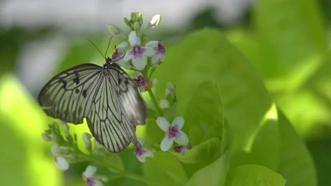 Butterfly polinating a flower #45 Stock Footage 183732329