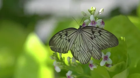 Butterfly polinating a flower #46 動画素材 183711334