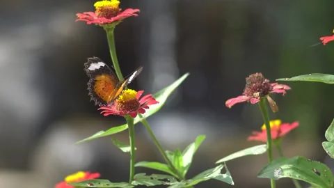 Butterfly polinating a flower #47 動画素材 183710645