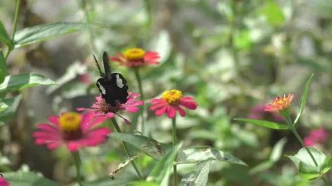 Butterfly polinating a flower #49 Stock Footage 183711325