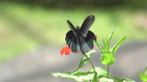 Butterfly polinating a flower #5 Stock Footage 183687843