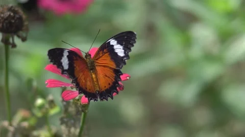 Butterfly polinating a flower #52 動画素材 183712375