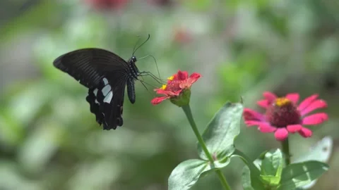Butterfly polinating a flower #53 動画素材 183712147