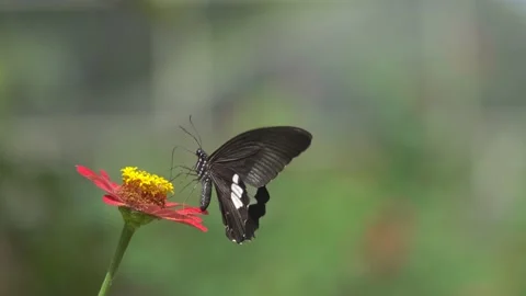 Butterfly polinating a flower #56 動画素材 183713634