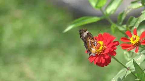 Butterfly polinating a flower #6 動画素材 183688115
