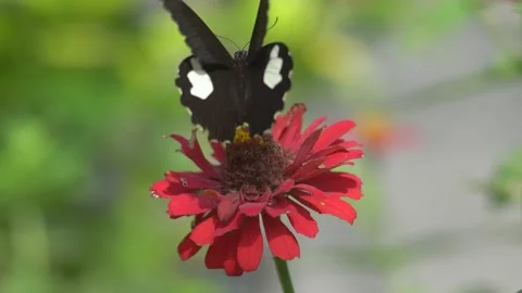 Butterfly polinating a flower #60 Stock Footage 183715481