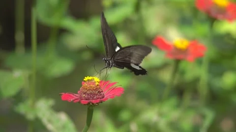 Butterfly polinating a flower #61 動画素材 183715052
