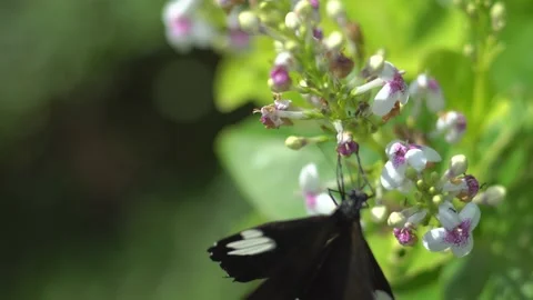 Butterfly polinating a flower #63 Stock Footage 183716673