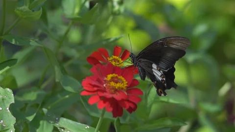 Butterfly polinating a flower #64 動画素材 183716976