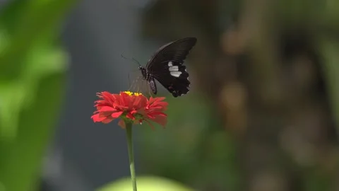 Butterfly polinating a flower #65 動画素材 183716929