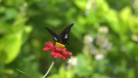 Butterfly polinating a flower #66 動画素材 183716682