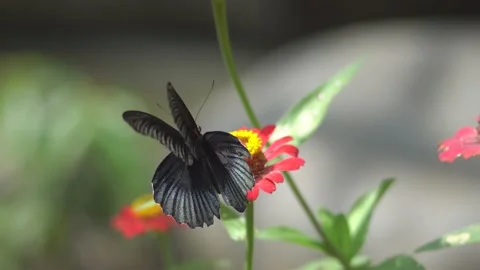 Butterfly polinating a flower #7 動画素材 183689692