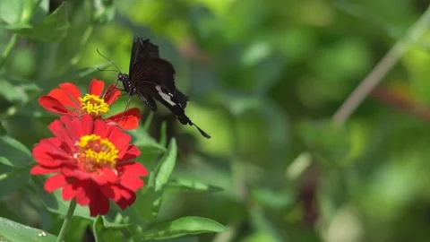 Butterfly polinating a flower #72 動画素材 183718016