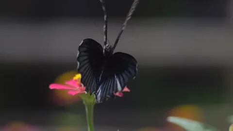 Butterfly polinating a flower #75 Stock Footage 183721422