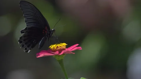 Butterfly polinating a flower #76 動画素材 183722087