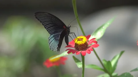 Butterfly polinating a flower #8 動画素材 183689727