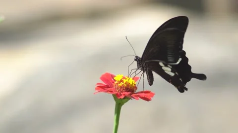 Butterfly polinating a flower #82 Stock Footage 183726535