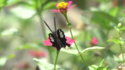 Butterfly polinating a flower #83 動画素材 183725856
