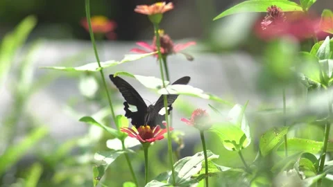 Butterfly polinating a flower #84 Stock Footage 183728133