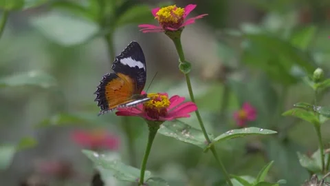 Butterfly polinating a flower #85 動画素材 183741043
