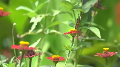 Butterfly polinating a flower #86 動画素材 183741084