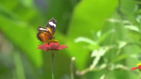 Butterfly polinating a flower #87 動画素材 183740887