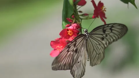 Butterfly polinating a flower #9 Stock Footage 183691863