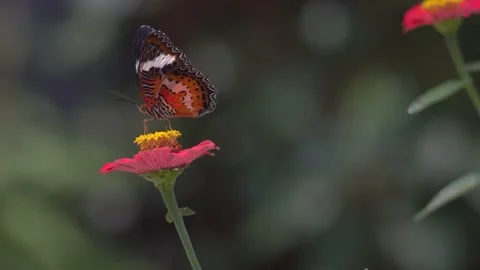 Butterfly polinating a flower #91 動画素材 183731196
