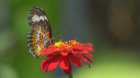 Butterfly polinating a flower #92 Stock Footage 183733951