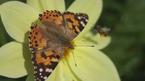 Butterfly polinating a flower 動画素材 68084182