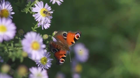Butterfly polinating a flower 動画素材 68084281