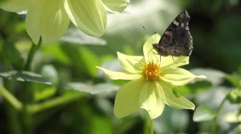 Butterfly polinating a flower in the wind Stock Footage 68084234