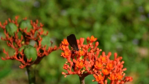 Butterfly pollinate on red flowers Stock Footage 90107191