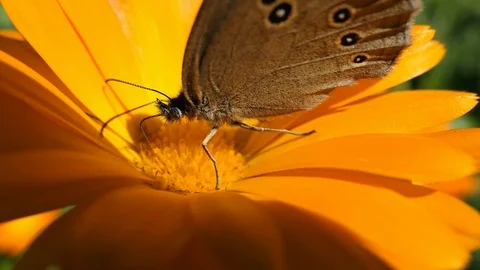 Butterfly Pollinates Flower Close Up Stock Footage 102217302