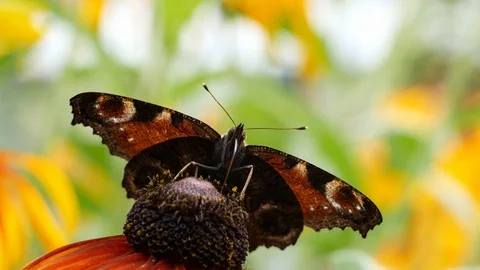 Butterfly pollinates a flower Video stock 105606635