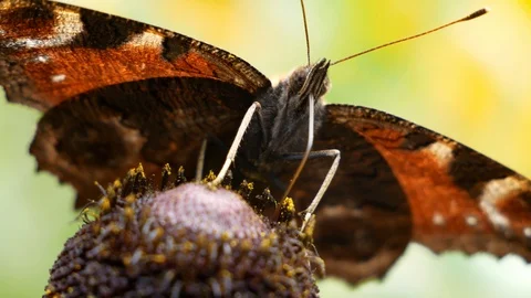 Butterfly pollinates a flower Stock Footage