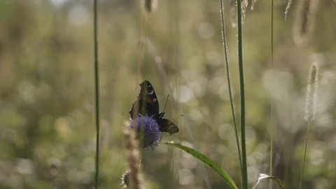 Butterfly pollinates a flower Stock Footage 107902466