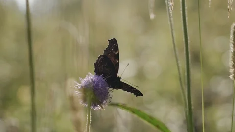 Butterfly pollinates a flower Stock Footage 107902482