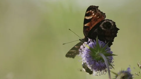 Butterfly pollinates a flower Stock Footage 107902540