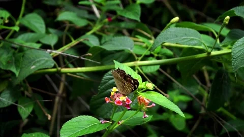 Butterfly pollinates flowers on a bush Video stock 156517997