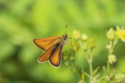 A butterfly pollinates flowers Foto stock