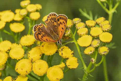 A butterfly pollinates flowers Foto stock