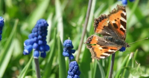 The butterfly pollinates the muscari. Stock Footage 96299912