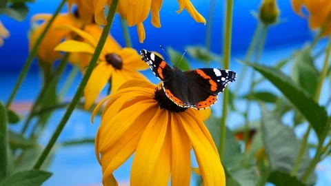 Butterfly pollinates a yellow flower Video stock 105607282