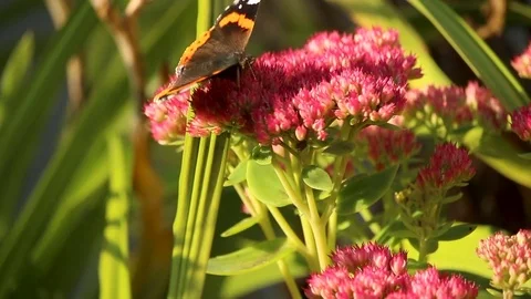 Butterfly pollinating a flower Stockbeeldmateriaal 83859689