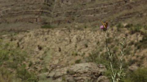 Butterfly pollinating a flower Video stock 104876719