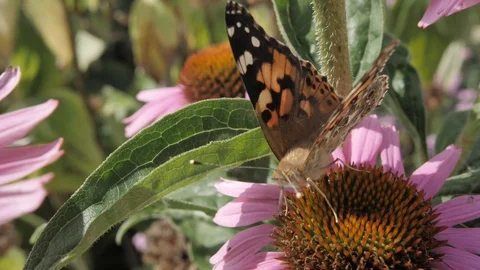 Butterfly Pollinating Flower Stock Footage 120256237