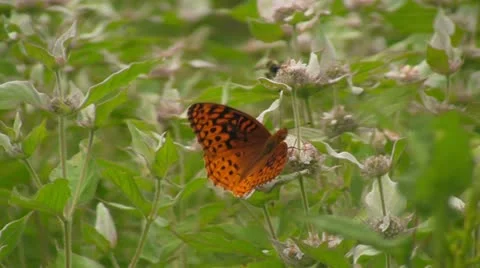 Butterfly Pollinating Flower on Windy Day Stock Footage 12748419