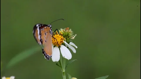 ฺButterfly pollinating flowers Video stock 241798825